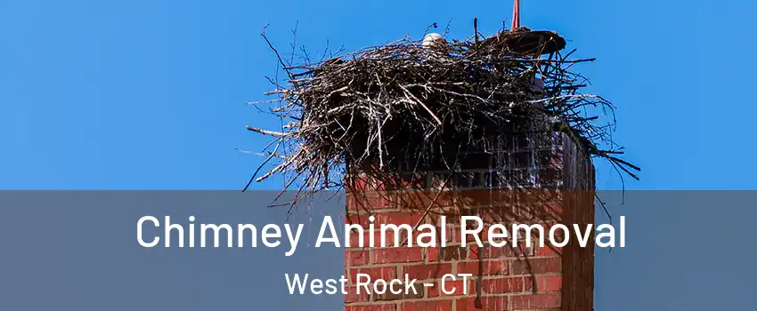 Chimney Animal Removal West Rock - CT